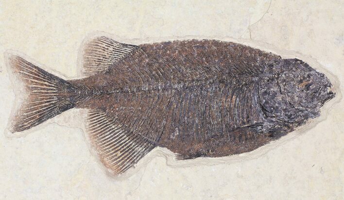 Phareodus Fossil Fish - Exceptional Specimen #50792